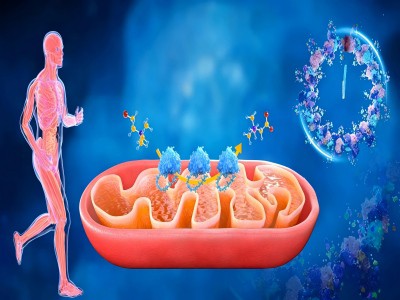 एसएस-31 उम्र बढ़ने और सूजन को कैसे प्रभावित करता है?